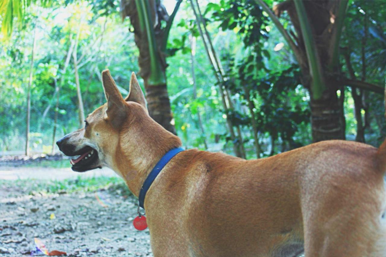 Bohol Coco Farm Hostel Panglao Εξωτερικό φωτογραφία